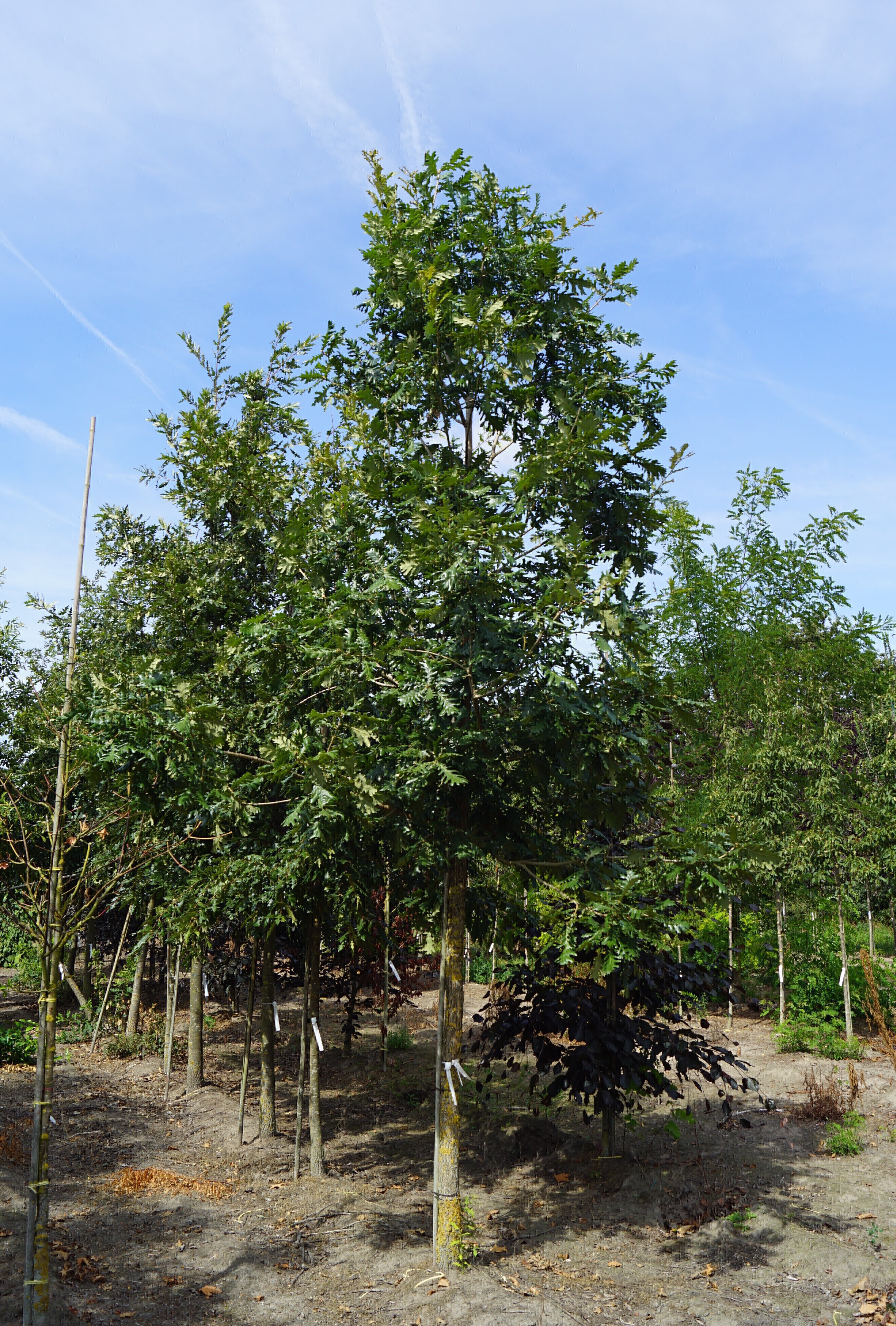 Quercus frainetto 'Trump' (2) Hoogheide